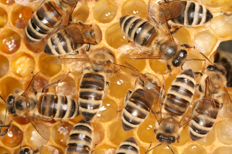 Honigmacherinnen bei der Arbeit - unreifer Honig